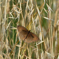 Meadow brown butterfly (Maniola jurtina) male,on a grass, Vendee, France, June.