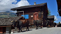 Cows walking down street during Des Alpes des Vaches Parade, Ayer, Valais, Switzerland, September