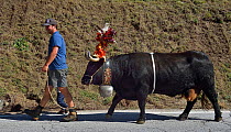 Man leading cow with large cowbell and headdress during Des Alpes des Vaches Parade, Ayer, Valais,Switzerland,September