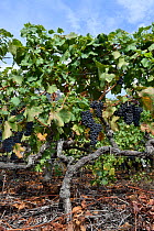 Vineyard with ripe black grapes before harvest, Saillon, Valais, Switzerland, September.