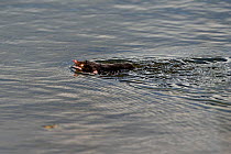 European mole (Talpa europaea) swimming In water, Lac de Neuchatel, Switzerland, September.