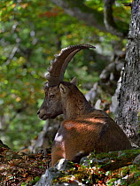 Alpine ibex (Capra ibex) male resting, Jura mountians, Switzerland, September.