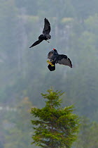 Northern ravens (Corvus corax) squabbling whilst carrying berries, Creu du Van, Jura Switzerland, September