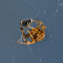 European garden spider (Araneus diadematus) feeding on prey caught in web, Vendee, France, September.
