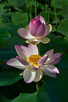 Lotus (Nelumbo nucifera) in flower in botanic garden, Vendee, France, July.