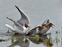 Mediterranean gulls (Ichthyaetus melanocephalus) fighting, Vendee, France, June
