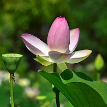 Lotus (Nelumbo nucifera) in flower in botanic garden, Vendee, France, July.