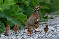 Red-legged partridge (Alectoris rufa) with chicks, Vendee, France, June