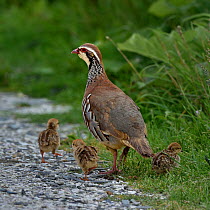 Red-legged partridge (Alectoris rufa) with chicks, Vendee, France, June