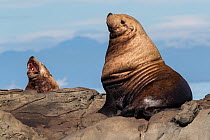 Steller&#39;s sea lions (Eumetopias jubatus) Salish Sea, Vancouver Island, British Columbia, Canada