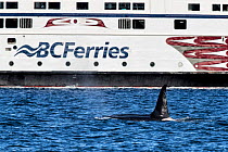 Killer whale or orca (Orcinus orca) surfacing next to BC Ferry. Salish Sea, Vancouver Island, British Columbia, Canada