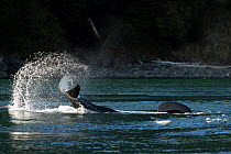 Killer whale or orca (Orcinus orca) lobtailing Salish Sea, Vancouver Island, British Columbia, Canada
