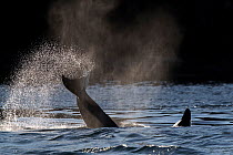 Killer whale or orca (Orcinus orca) lobtailing Salish Sea, Vancouver Island, British Columbia, Canada