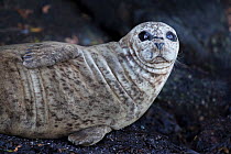 Pacific harbor or common seal (Phocina vitulina richardii) Salish Sea, Vancouver Island, British Columbia, Canada