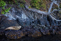 Pacific harbor or common seals (Phocina vitulina richardii) Salish Sea, Vancouver Island, British Columbia, Canada