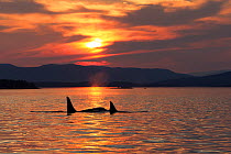 Killer whales / orcas (Orcinus orca) at sunset, Salish Sea, Vancouver Island, British Columbia, Canada