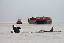 Killer whale or orca (Orcinus orca) breaching, with freight ship in the background. Salish Sea, Vancouver Island, British Columbia, Canada