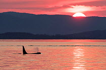 RF - Killer whale or orca (Orcinus orca) at surface at sunset, Salish Sea, Vancouver Island, British Columbia, Canada (This image may be licensed either as rights managed or royalty free.)