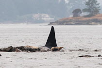 Killer whale or orca (Orcinus orca) male hunting harbour or common seals (Phocina vitulina) Salish Sea, Vancouver Island, British Columbia, Canada