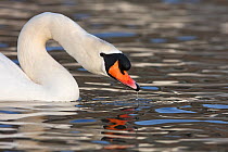 Mute Swan (Cygnus olor) Slimbridge, Gloucestershire, England, UK, January.