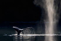 Humpback Whale (Megaptera novaeangliae) blowing or spouting and fluking, Southeast Alaska, USA, August.