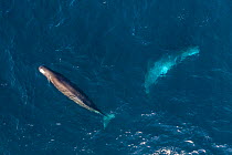 Sperm whales (Physeter macrocephalus) aerial Baja California, Mexico