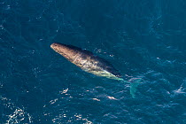 Sperm whale (Physeter macrocephalus) aerial view, Baja California, Mexico