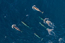 Sperm whales (Physeter macrocephalus) female group, aerial view. Baja California, Mexico