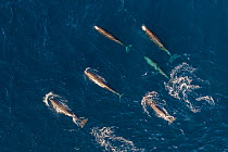 Sperm whales (Physeter macrocephalus) female group, aerial view. Baja California, Mexico