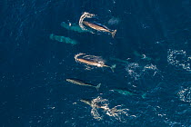 RF Sperm whales (Physeter macrocephalus) female group, aerial view. Baja California, Mexico (This image may be licensed either as rights managed or royalty free.)