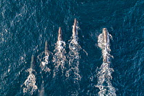 Sperm whales (Physeter macrocephalus) aerial shot showing much larger male on right, with female nursery group. Baja California, Mexico