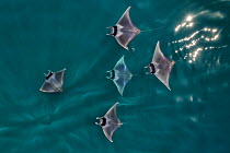 Spinetail devil rays (Mobula mobular) aerial view,  Baja California, Mexico