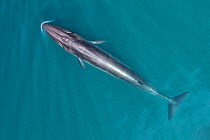 Bryde&#39;s whale (Balaenoptera edeni) aerial view, Baja California, Mexico