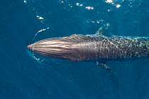 Bryde&#39;s whale (Balaenoptera edeni) aerial view,  Baja California, Mexico.