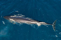 Bryde&#39;s whale (Balaenoptera edeni) aerial Baja California, Mexico