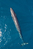 Bryde&#39;s whale (Balaenoptera edeni) aerial Baja California, Mexico