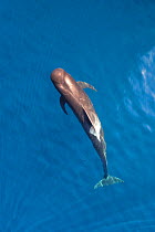 Short-finned pilot whale (Globicephala macrorhynchus) aerial view, Baja California, Mexico