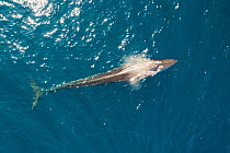 Sei whale (Balaenoptera borealis) aerial view, Baja California, Mexico