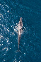 Sei whale (Balaenoptera borealis) -aerial view, Baja California, Mexico
