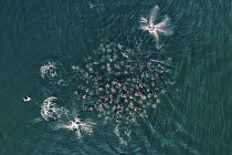 Munk&#39;s pygmy devil ray / Munk&#39;s mobula (Mobula munkiana) large school, with some leaping into the air. Aerial view. Baja California, Mexico