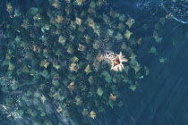 Munk&#39;s pygmy devil ray / Munk&#39;s mobula (Mobula munkiana) large school from the air with one leaping out of the water, Baja California, Mexico