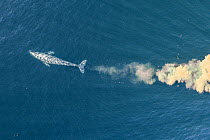 Grey whale / gray whale (Eschrichtius robustus) aerial. This individual has been feeding on seabed with clouds of sand and mud spewed out of mouth afterwards. Baja California, Mexico