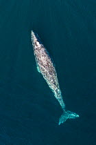 Grey whale / gray whale (Eschrichtius robustus) aerial. Baja California, Mexico