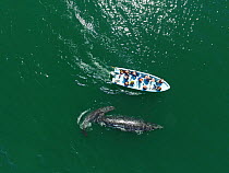 Grey whale / gray whale (Eschrichtius robustus) aerial, curious female and calf approaching boat, San Ignacio Lagoon, Baja California, Mexico