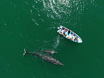 Grey whale / gray whale (Eschrichtius robustus) aerial, curious female and calf, San Ignacio Lagoon, Baja California, Mexico