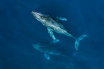 Humpback whales (Megaptera novaeangliae) aerial. Baja California, Mexico
