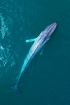 Blue whale (Balaenoptera musculus) surfacing , aerial shot, Baja California, Mexico