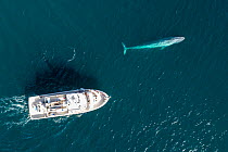 Blue whale (Balaenoptera musculus) surfacing near boat. Aerial view. Baja California, Mexico