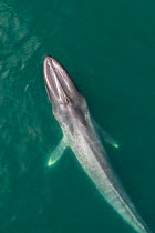 Blue whale (Balaenoptera musculus) surfacing , aerial shot, Baja California, Mexico