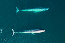 Twi Blue whales (Balaenoptera musculus) surfacing , aerial shot, Baja California, Mexico